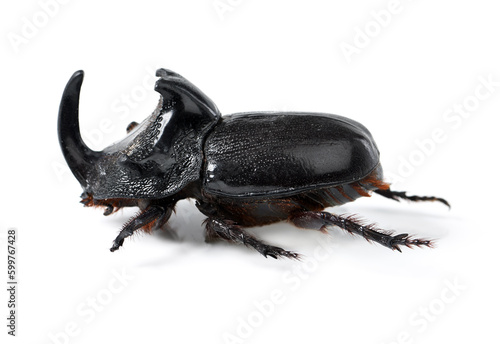 Rhino beetle, insect and bug on a white background in studio for wildlife, zoology and natural ecosystem. Animal mockup, side view and closeup of creature body for environment, entomology and nature © James P B/peopleimages.com