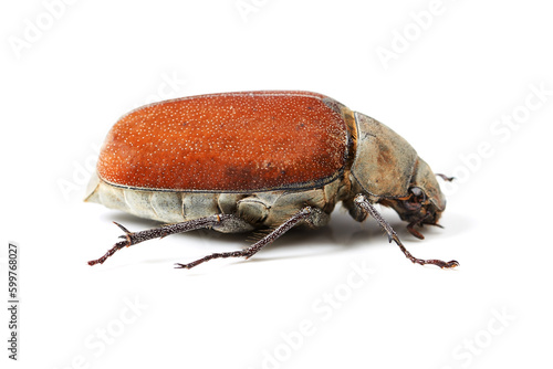 Biodiversity, bug and insect with closeup of beetle in studio for environment, zoology and fauna. Animal, natural and wildlife with creature isolated on white background for mockup, pest or ecosystem © James P B/peopleimages.com