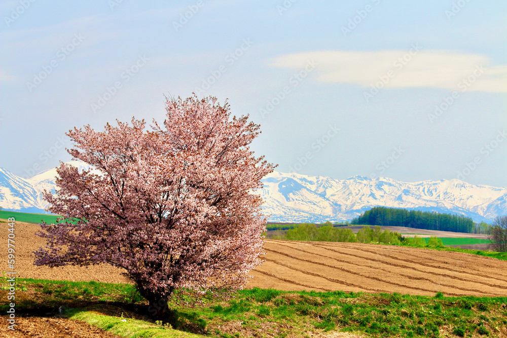 旭川市西神楽の一本桜 StockFoto Adobe Stock