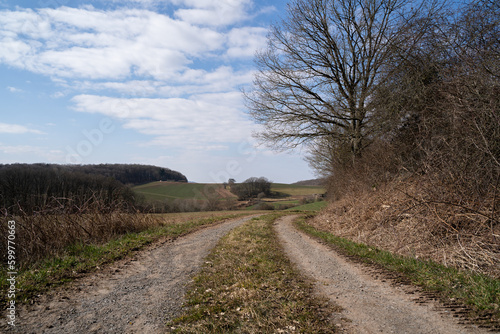 Dirt road in spring with trees and agricultural fields