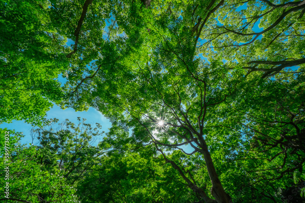 みなとみらいの新緑と青空
