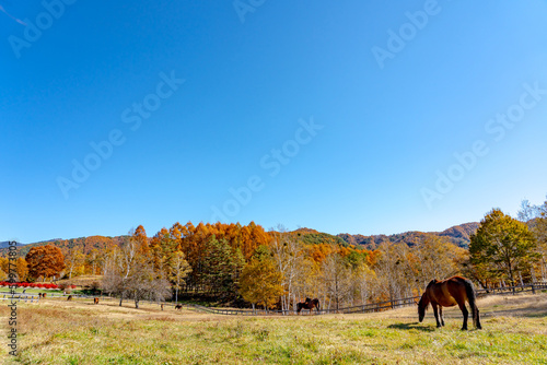 長野県木曽町　紅葉の開田高原の木曽馬の里で草を喰む木曽馬たち