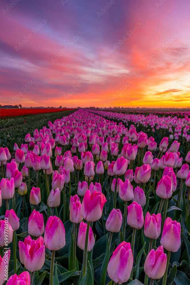 Tulpen, Feld mit Tulpen bei Sonnenaufgang