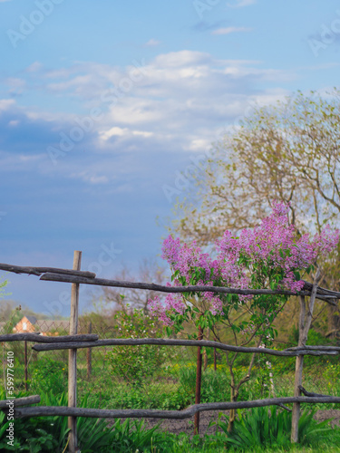 Lilac flower in the village. Pink lilac on the background of the sky, country landscape in spring. Lilac blossoms in the spring
