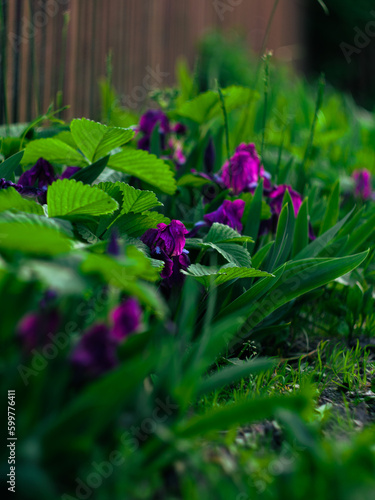 purple flowers among green grass, flowers blooming in the garden in spring, bright purple flowers on a green natural background