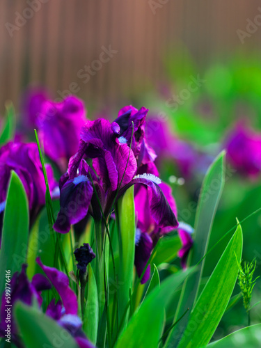 purple flowers among green grass  flowers blooming in the garden in spring  bright purple flowers on a green natural background