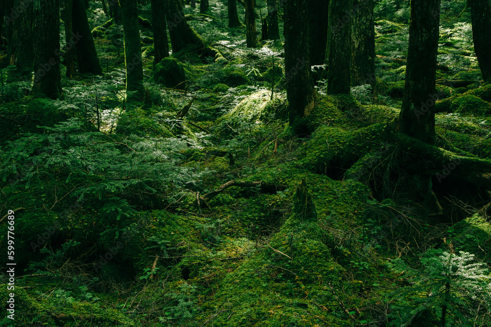 forest in spring