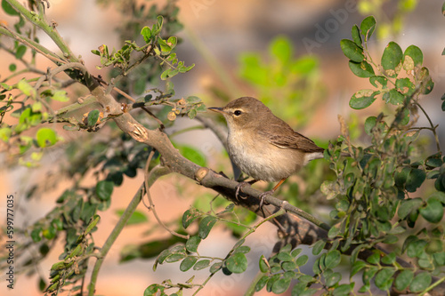 Blyth's reed warbler is an Old World warbler in the genus Acrocephalus. It breeds in the Palearctic and easternmost Europe.