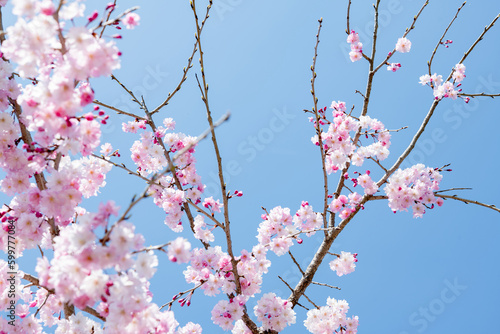 シダレザクラ 枝垂桜と青空