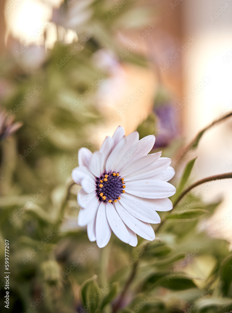 Fototapeta premium Fleurs sauvages