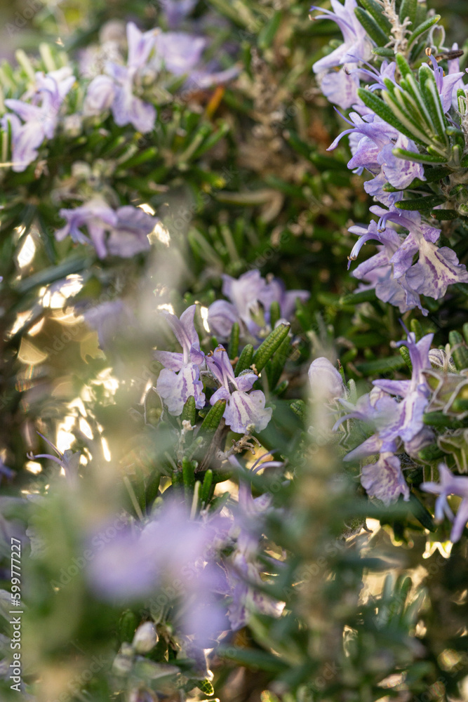 Fleurs sauvages Fleurs sauvages