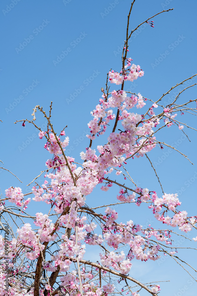 シダレザクラ 枝垂桜と青空