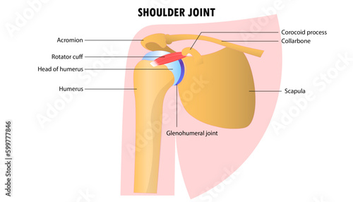 Diagram of the shoulder joint with labeled parts
