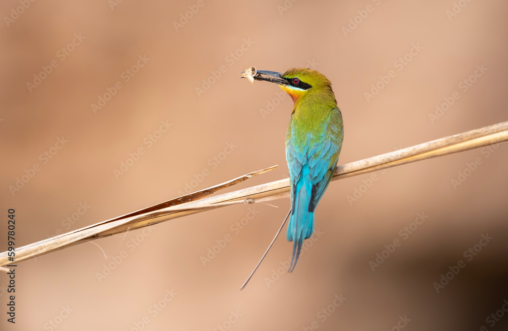 Obraz premium blue bee eater with hunt