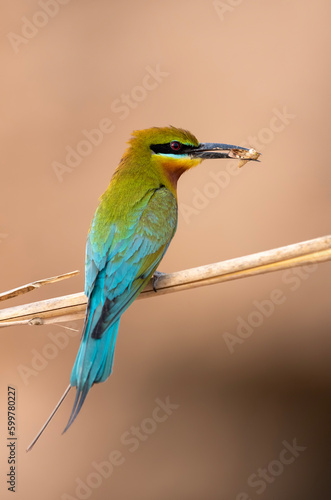 blue tailed bee eater on perch with hunt