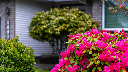 Luxury front yard house with colorful blooming flowers and shrubs. Beautiful house in residential neighborhood, Vancouver Canada. 