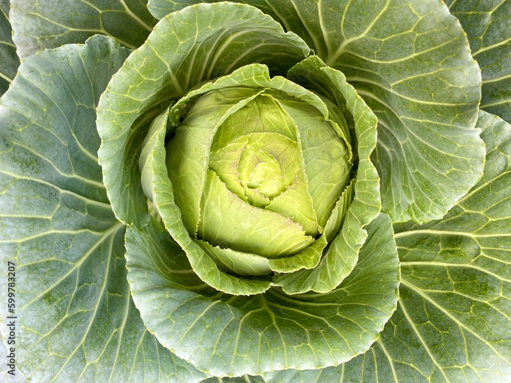 head of cabbage head of cabbage