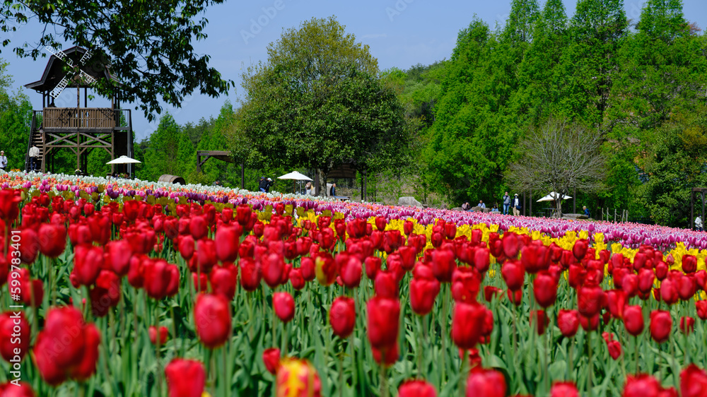日本の高原にある観光地の広大なチューリップ畑に咲く赤や黄色や白やピンクのチューリップ