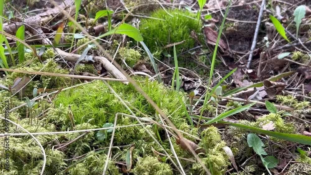 Three different kinds of moss and three shades of green, a beautiful combination Three different kinds of moss and three shades of green, a beautiful combination