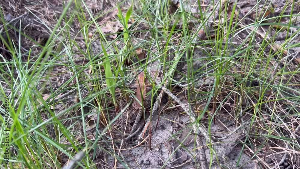 The new green grass has already grown, but you can see the ants working. The new green grass has already grown, but you can see the ants working.