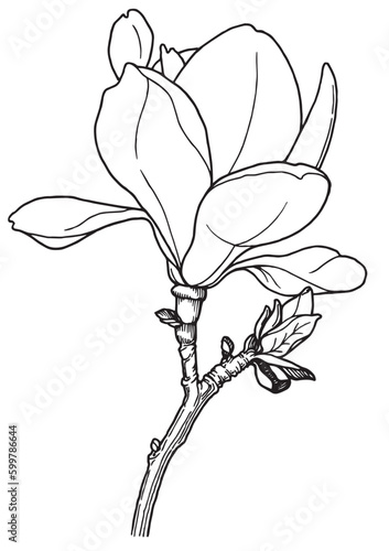 black and white graphic image of a magnolia flower in a sketch style, for decorating invitations, cards, tattoo sketch, coloring book