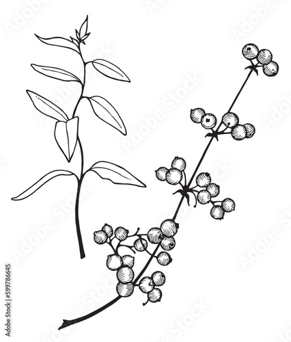 set of black and white graphic images of twigs with leaves and berries in a sketch style, for decorating invitations, postcards, a sketch of a tattoo, a coloring book