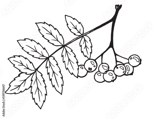 black and white graphic image of a rowan twig with leaves and berries in a sketch style, for decorating invitations, postcards, tattoo sketch, coloring book