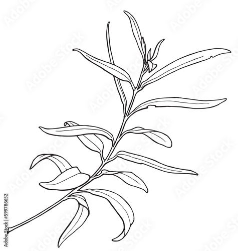 black and white graphic image of a sprig of eucalyptus in a sketch style, for decorating invitations, postcards, tattoo sketch, coloring book