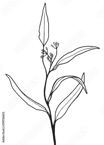 black and white graphic image of a sprig of eucalyptus nicoli variety in a sketch style, for decorating invitations, postcards, tattoo sketch, coloring book