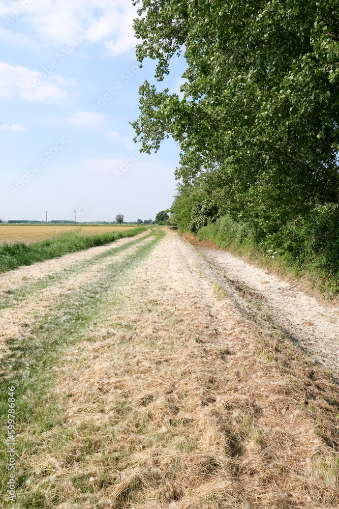 Po Valley landscape field cultivation nature natural agriculture farmhouse tree earth Po Valley landscape field cultivation nature natural agriculture farmhouse tree earth