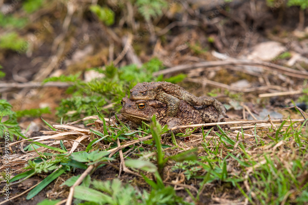 pair of common toads in amplexus among the grass pair of common toads in amplexus among the grass