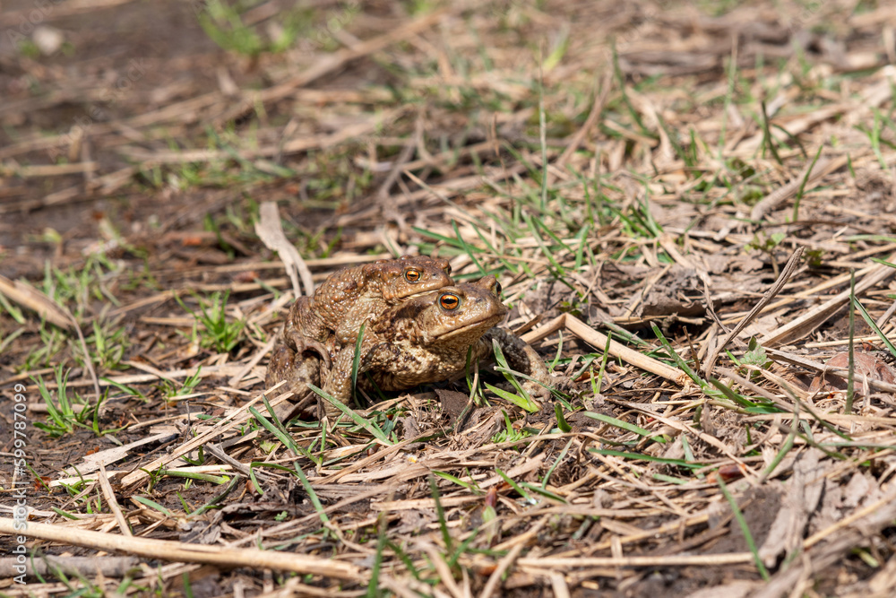 pair of common toads in amplexus among dry grass pair of common toads in amplexus among dry grass