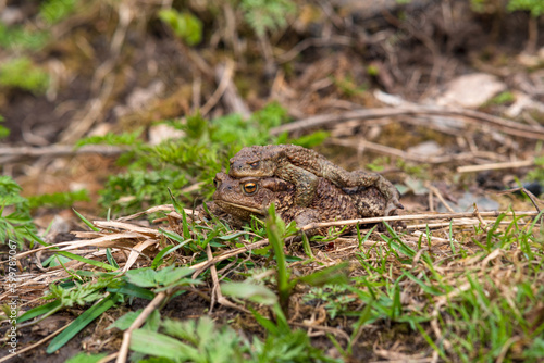 pair of common toads in amplexus among the grass