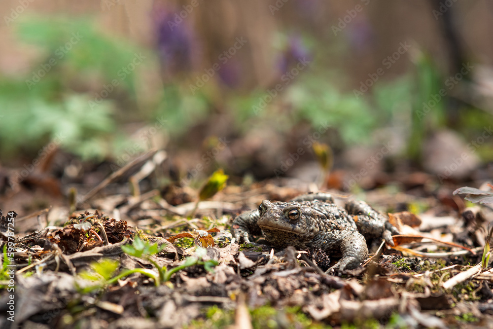 Fototapeta premium common toad hides among dry foliage