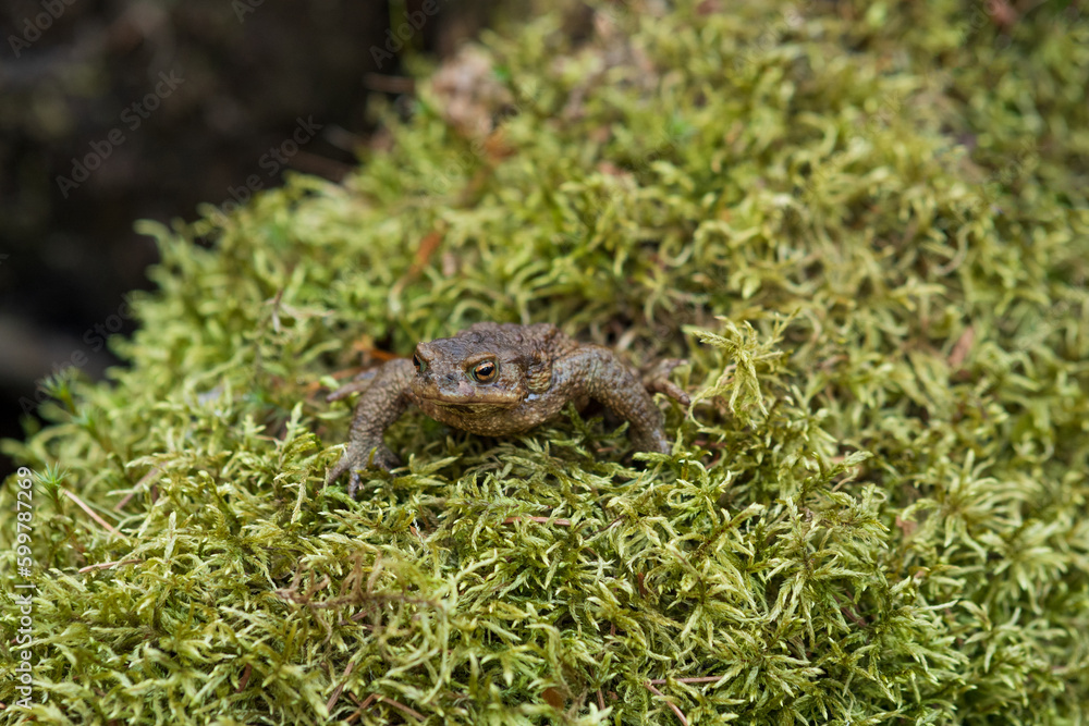 Fototapeta premium common toad after hibernation among the moss