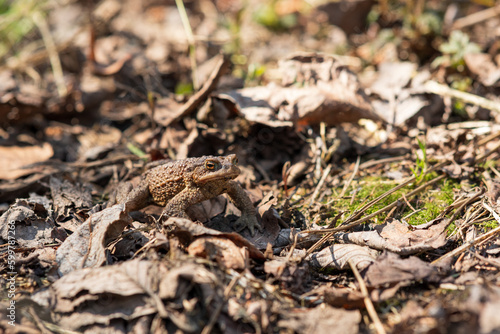 common toad after hibernation among dry foliage and grass
