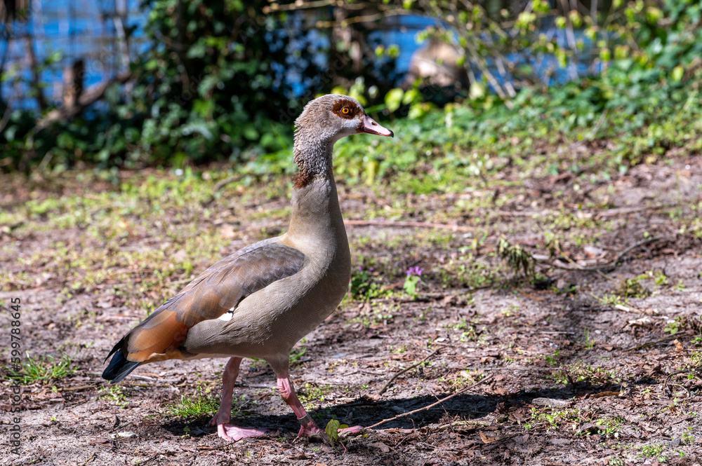 goose in the grass goose in the grass