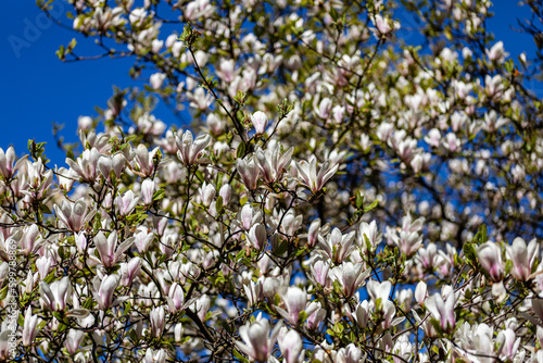 Drzewo magnolii całe w kwiatach