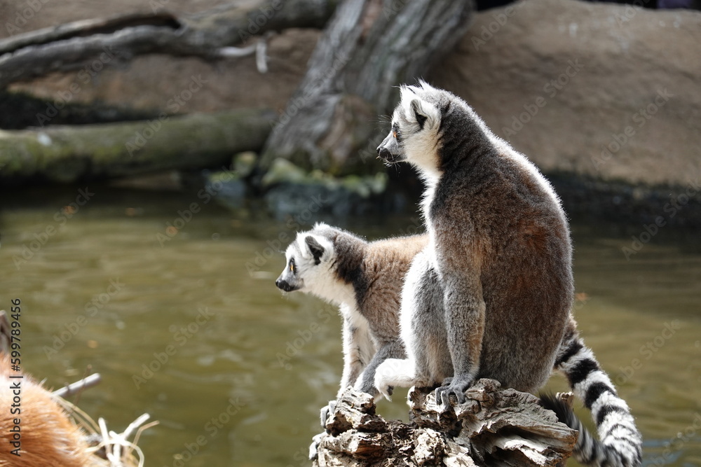 Fototapeta premium ワオキツネザル