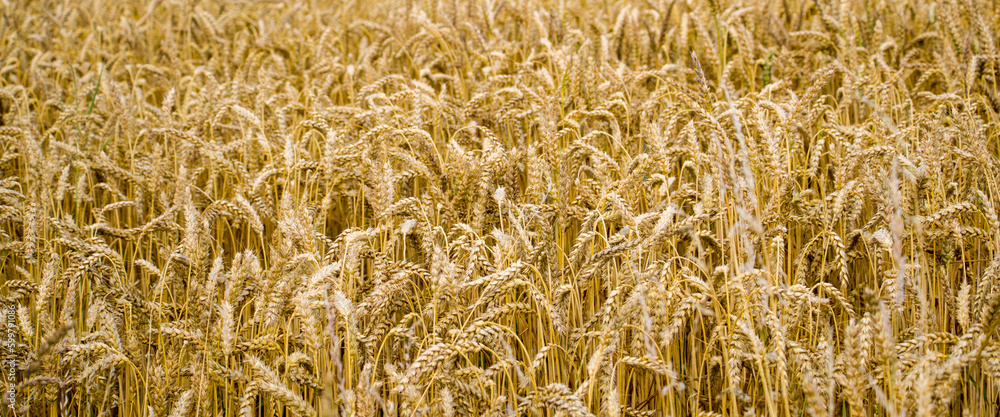 Golden Wheat close-up on Farmers field in Ireland. Wheat field background Golden Wheat close-up on Farmers field in Ireland. Wheat field background