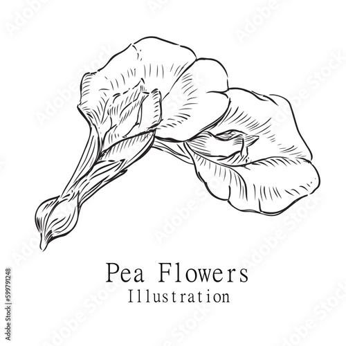 Hand drawn Illustration Peas Flower on a white background outline monochrome ink style for artwork, logo, packaging.