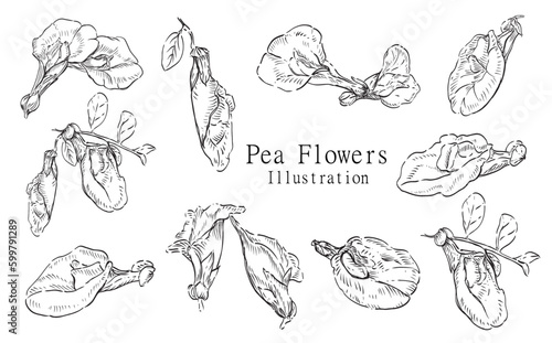 Hand drawn Illustration Set Peas Flower on a white background outline monochrome ink style for artwork, logo, packaging.