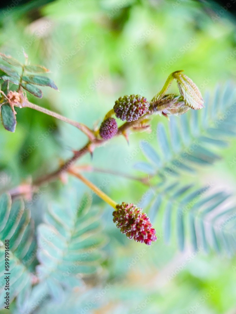 branch of a tree branch of a tree