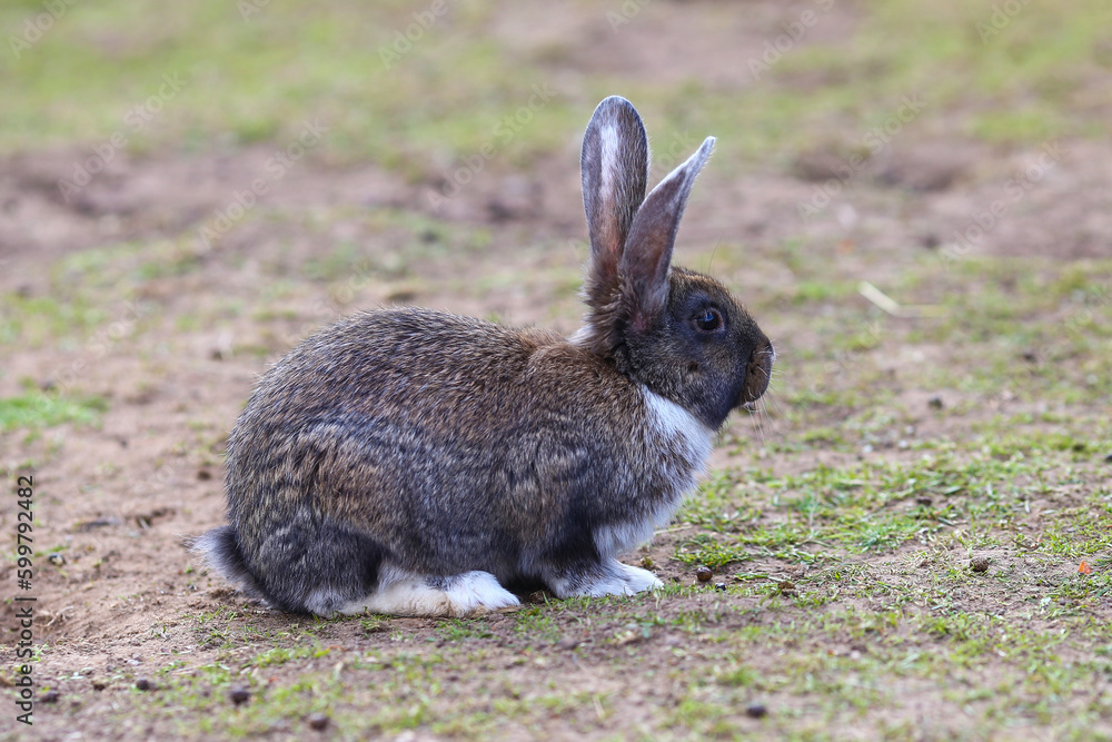Rabbit Cute little Easter bunny in the meadow, Green grass under the sunset or sunrise light landscape, Beautiful rabbit on green grass in summer day,easter and animal in the nature concept Rabbit Cute little Easter bunny in the meadow, Green grass under the sunset or sunrise light landscape, Beautiful rabbit on green grass in summer day,easter and animal in the nature concept