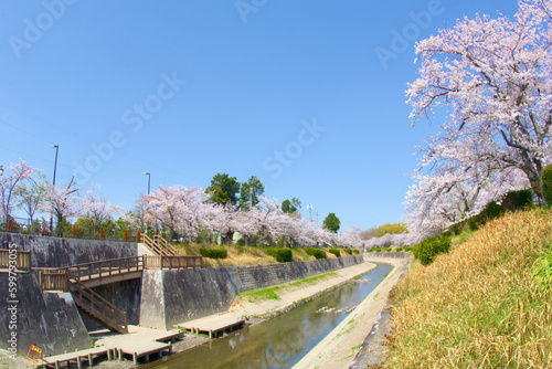 [愛知県]名古屋市瑞穂区の山崎川四季の道