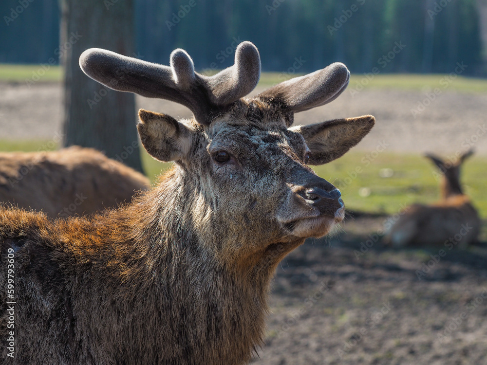 Red deer, fallow deer and mouflon in enclosures. Spring in nature, animals change their coats and deer grow new antlers.