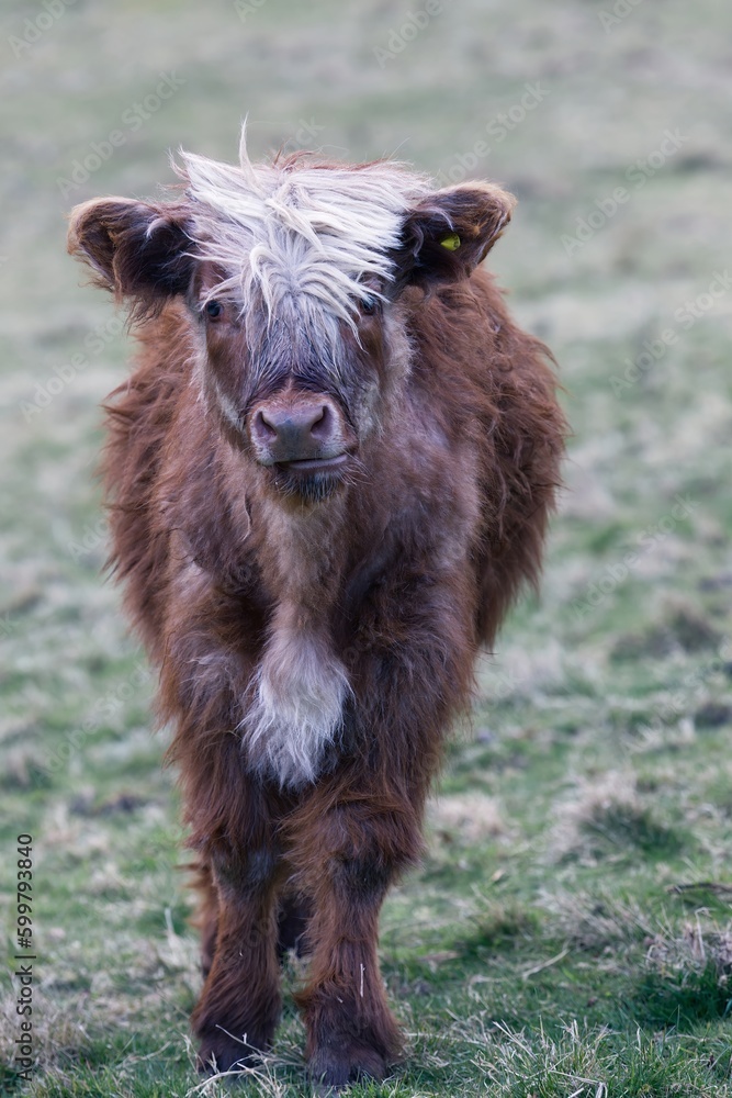 portrait of a highland cattle