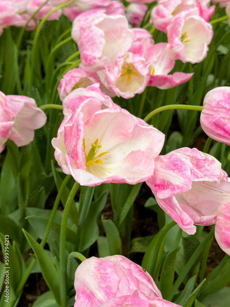 Tulip Garden. Colorful tulips flowers blooming in a garden