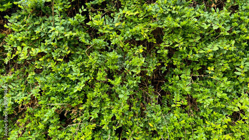 Green leaf background. Abstract green leaf texture  foliage nature dark green background