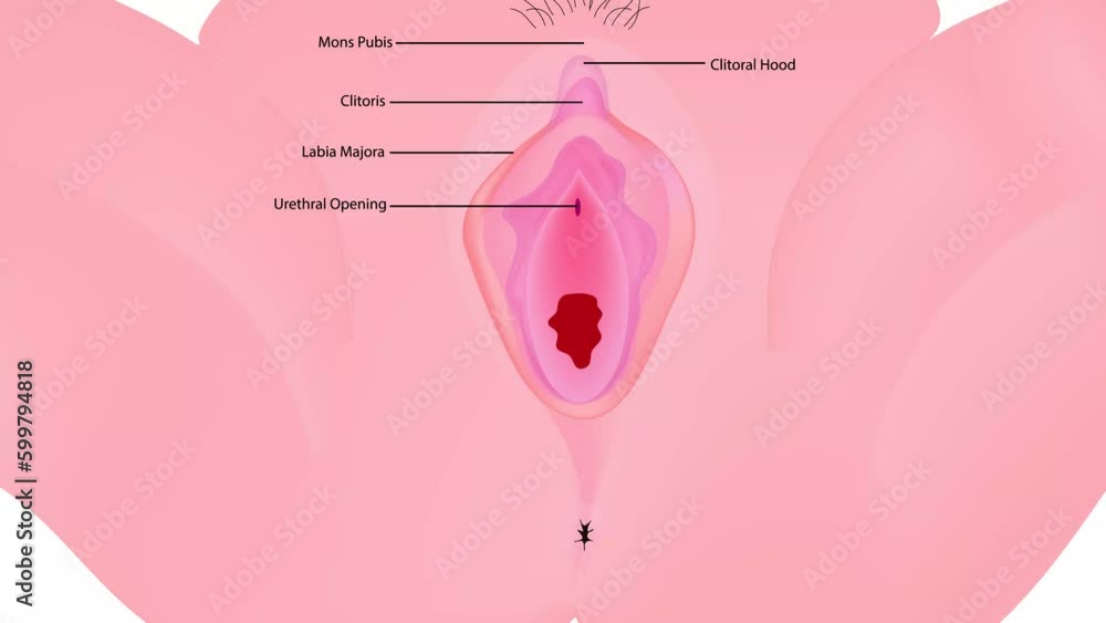 Urethral Opening Images – Browse 19 Stock Photos, Vectors, and